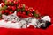 Cute sleeping christmas kitten on red background