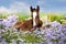 Cute sleeping foal in flowers