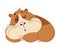 Cute sleeping guinea pig. Funny brown pet rodent cartoon vector illustration