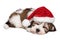 Cute sleeping Havanese puppy dog is dreaming about Christmas