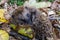 Cute sleeping hedgehog erinaceus europaeus in autumn czech landscape