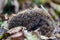 Cute sleeping hedgehog erinaceus europaeus from side in autumn czech landscape