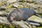 Cute sleeping seal on sea coast