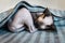 Cute sleeping sphinx cat