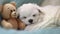 Cute sleeping white puppy and teddy bear on the bed.