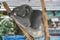 Cute sleeping wild koala closeup portrait australia