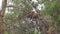 Cute and Sleepy Bear Baby Cub Sits on Tree Branches in Natural Wild Forest