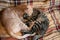 Cute sleepy fluffy red and brown cats with closed eyes hugging with paws on plaid blanket