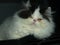 Cute sleepy persian cat