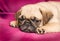 Cute sleepy pug puppy