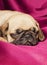 Cute sleepy pug puppy