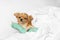 Cute sleepy small Chihuahua dog with toy in