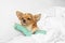 Cute sleepy small Chihuahua dog with toy