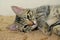 Cute sleepy tabby kitten looks up. Portrait of a Kurilian Bobtail kitten