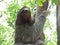 Cute Sloth Climbing a Tree in Manuel Antionio