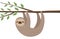 Cute sloth illustration
