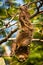 Cute Sloth lazy licking leaves on the tree in Costarica