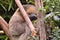Cute sloth sleeping among tree branches.