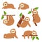 Cute sloths. Cartoon sloth hanging on tree branch. Baby jungle animal vector isolated characters