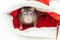 Cute and sly rats symbol of the new year 2020 closeup portrait