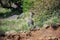 Cute and Small Antelope Klipspringer jumping on the Simien Mountains