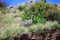 Cute and Small Antelope Klipspringer jumping on the Simien Mountains