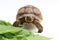 Cute small baby African Sulcata Tortoise in front of white background