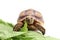 Cute small baby African Sulcata Tortoise in front of white background