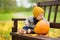 Cute small baby boy sitting near small colourful pumpkin on sunny autumn day. Family time at Thanksgiving