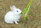 Cute Small Baby Easter Bunny (White Rabbit) Sit and Eat Vegetable