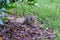 Cute small baby eastern cottontail in the green field