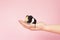 A cute small baby guinea pig sitting held in a human hand on a pink coloured background
