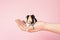 A cute small baby guinea pig sitting held in a human hand on a pink coloured background