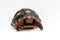 Cute small baby Red-foot Tortoise in front of white background