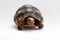 Cute small baby Red-foot Tortoise in front of white background