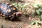 Cute small baby Red-foot Tortoise in the nature