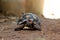 Cute small baby Red-foot Tortoise in the nature
