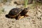 Cute small baby Red-foot Tortoise in the nature,The red-footed tortoise Chelonoidis carbonarius