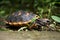 Cute small baby Red-foot Tortoise in the nature,The red-footed tortoise Chelonoidis carbonarius