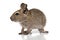 Cute small baby rodent degu pet