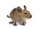 Cute small baby rodent degu pet