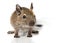 Cute small baby rodent degu pet closeup