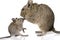 Cute small baby rodent degu pet with its mom