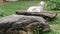 Cute small baby sheep lamb sitting relaxing on rock stone