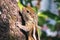 Cute small baby squirrel trying to climb a huge mango tree, Yet to learn and master the art of climbing, struggles to grip and