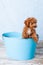 Cute Small Bichon Poodle Bichpoo puppy dog in a blue metal bucket