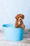 Cute Small Bichon Poodle Bichpoo puppy dog in a blue metal bucket