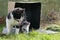 Cute small bicolor kitten is walking bravely out of cardboard box in garden