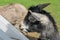 A cute small black goat at a petting zoo in Pennsylvania