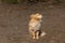 Cute small brown dog walking at the dusty square